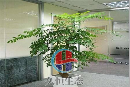 宁波北仑幸福树 (2)