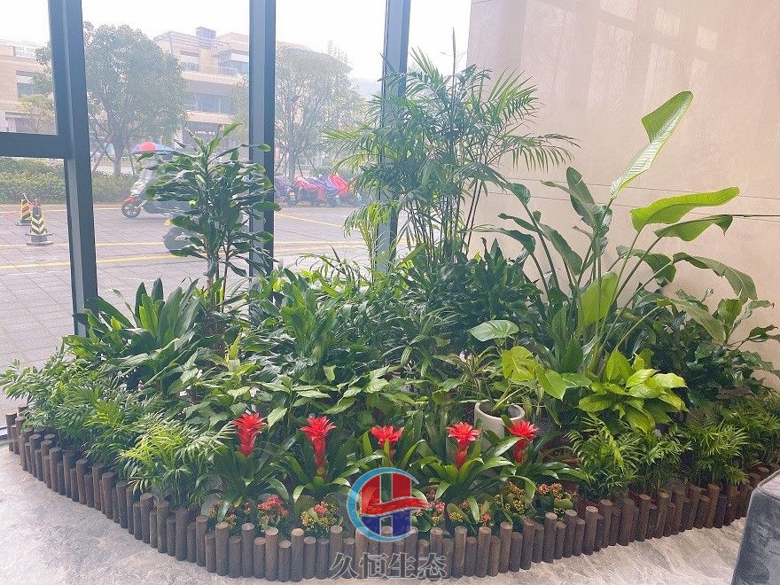 宁波北仑大厅多个花卉品种造景2